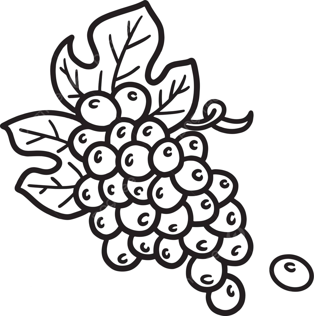 Coloring page for kids new year grapes isolated vector design nutrituios vitamins png and vector with transparent background for free download