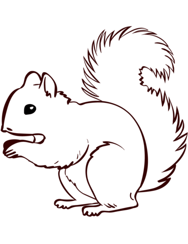 Squirrel coloring page free printable coloring pages