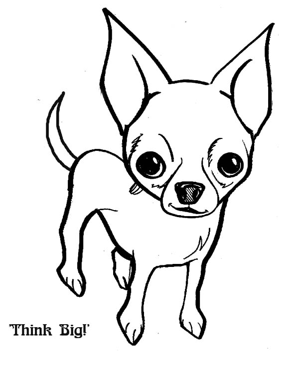 Chihuahua dog think big coloring pages