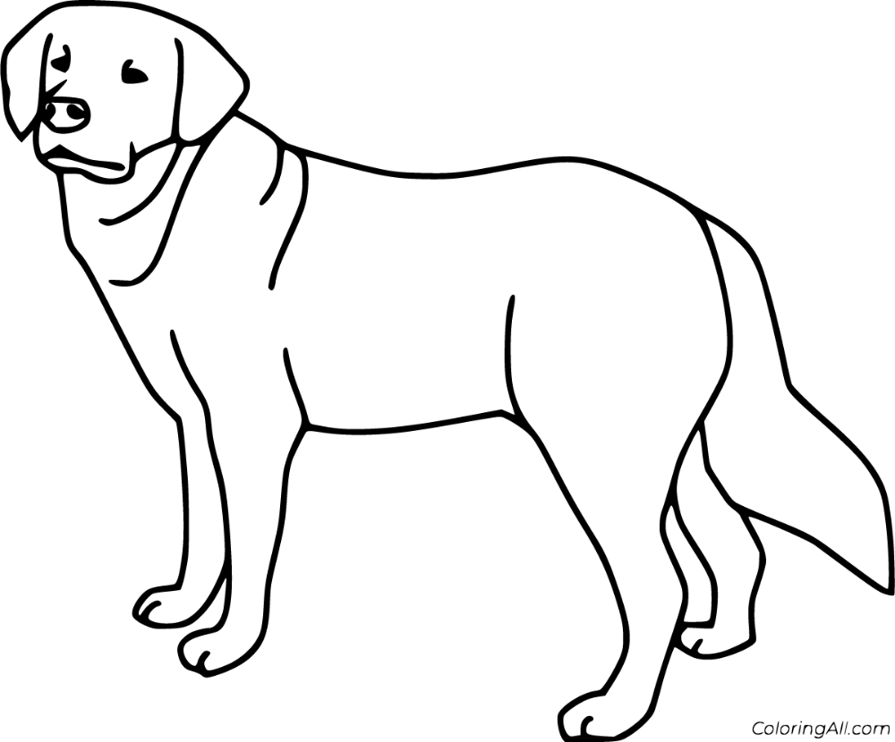 Free printable labrador coloring pages easy to print from any device and automatically fit any paper size coloring pages labrador baby labrador