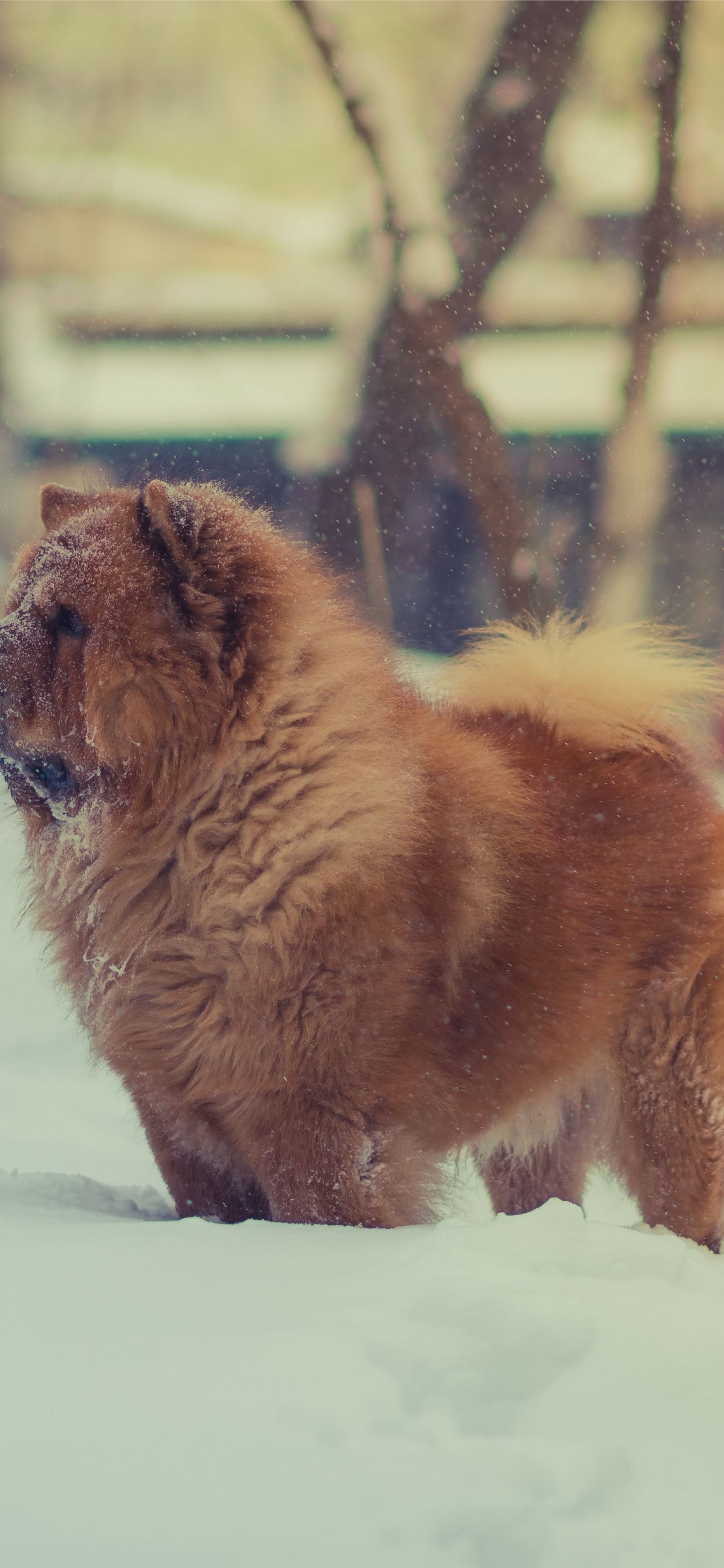 Download Free 100 + chow chow Wallpapers