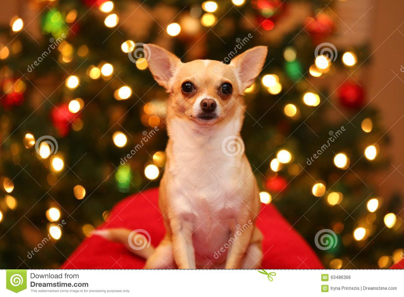 Chihuahua christmas stock photos