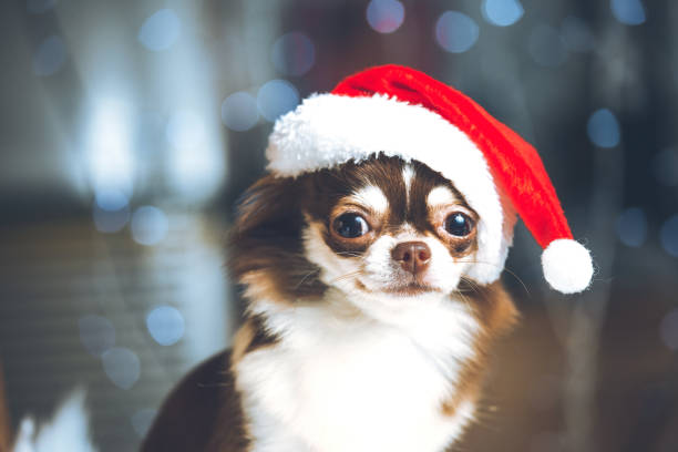 Chihuahua christmas stock photos pictures royalty