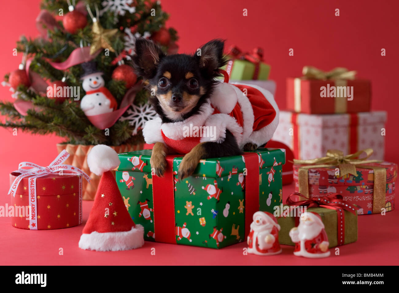 Chihuahua puppy christmas hi