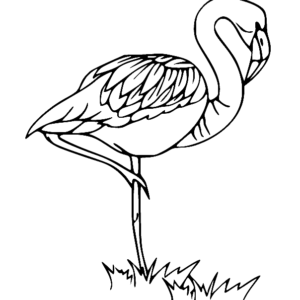 Flamingo coloring pages printable for free download