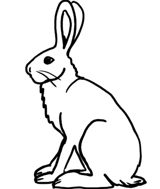 Arctic animals coloring pages
