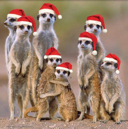 Vermont christmas pany merry meerkats advent calendar animals beautiful meerkat animals