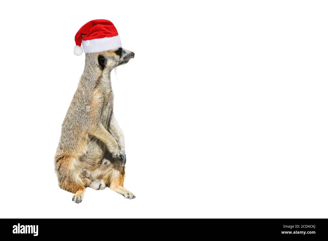 Meerkat christmas hi