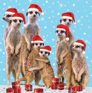 Pin by athena on baby bear meerkat christmas hat african animals