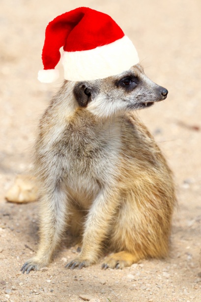 Christmas meerkat free stock photo