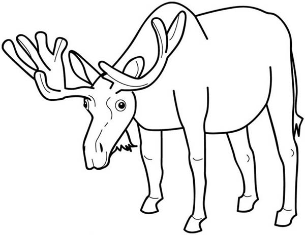 Moose eating grass coloring page