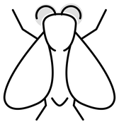 Fly coloring pages free coloring pages