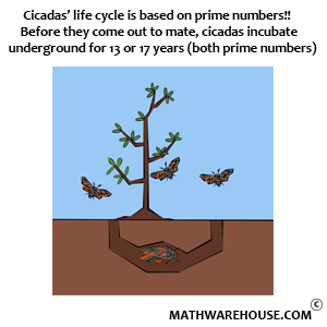 Prime factors of cicadas life cycle algebra equations math facts life cycles