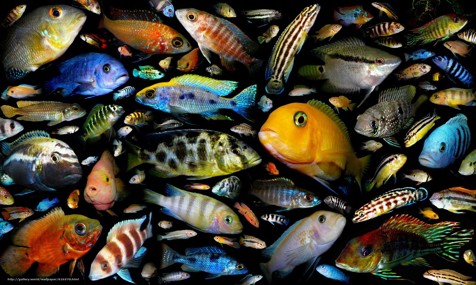 Cichlid wallpapers