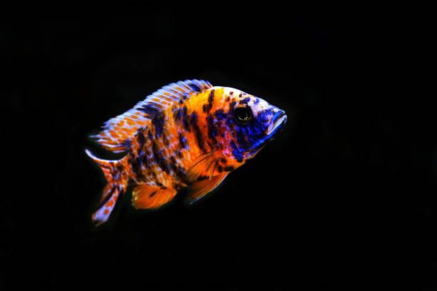 African cichlid stock photos pictures royalty