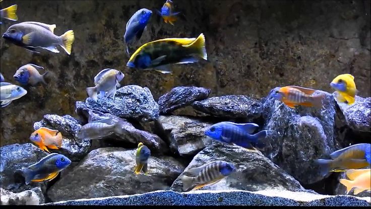 Malawi cichlids wallpaper hd wallpaper ððñ ðððñ ðññððºððñðºððµ ñðñ ðððñ ððºððñðñððñðµ ññððºð