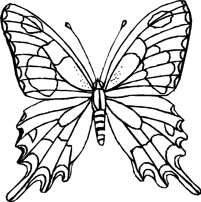 Dibujo de mariposa para colorear y pintar