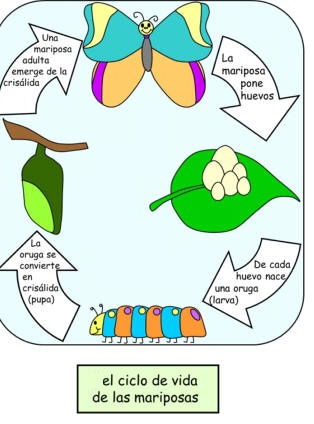 Ciclos de vida flashcards