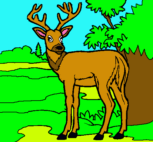 Dibujos de venado