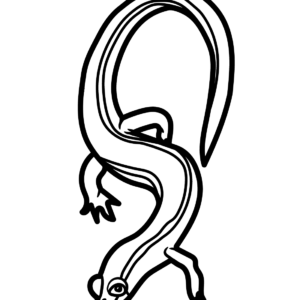 Salamander coloring pages printable for free download