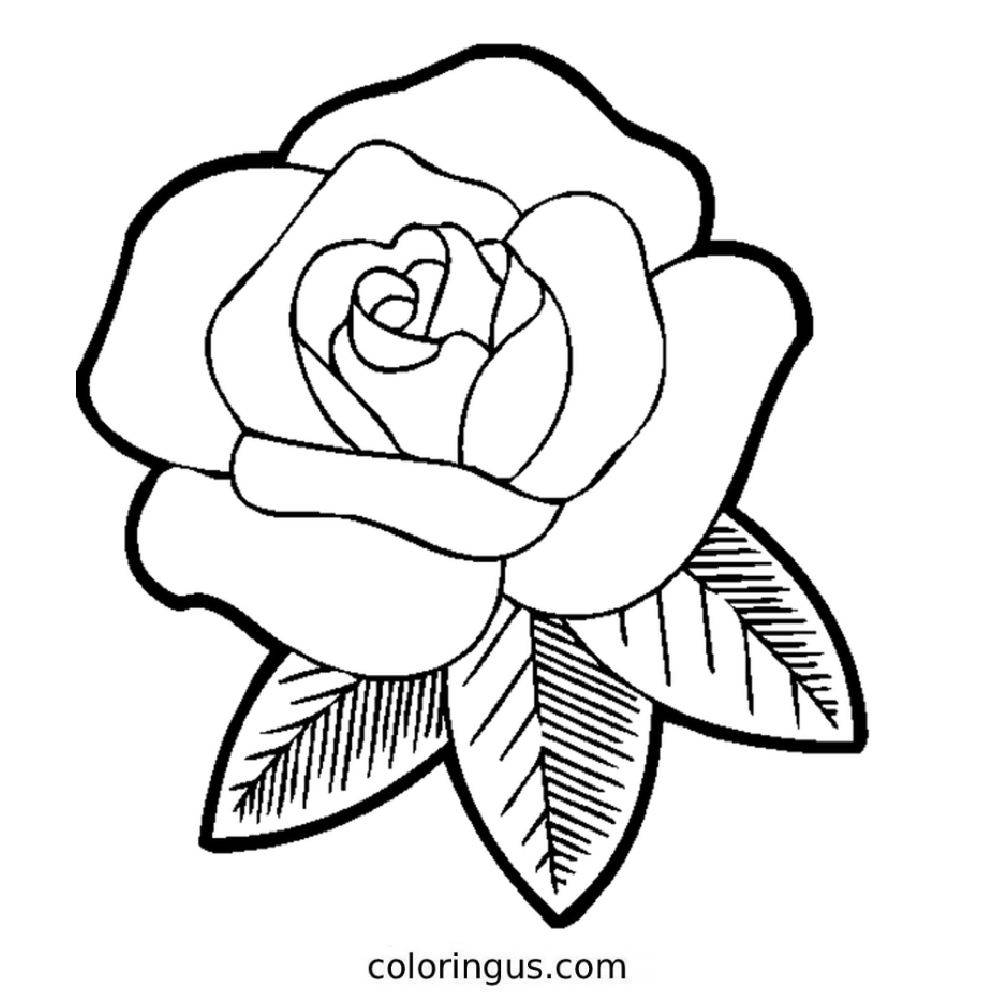 Rose coloring sheet