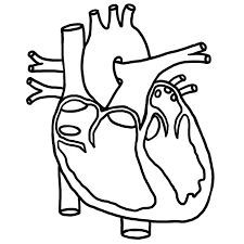 Image result for circulatory system for kids black and white to label and colour heart diagram human heart diagram heart coloring pages