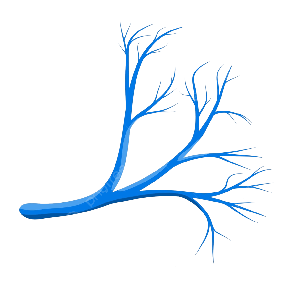 Circulatory system png transparent images free download vector files