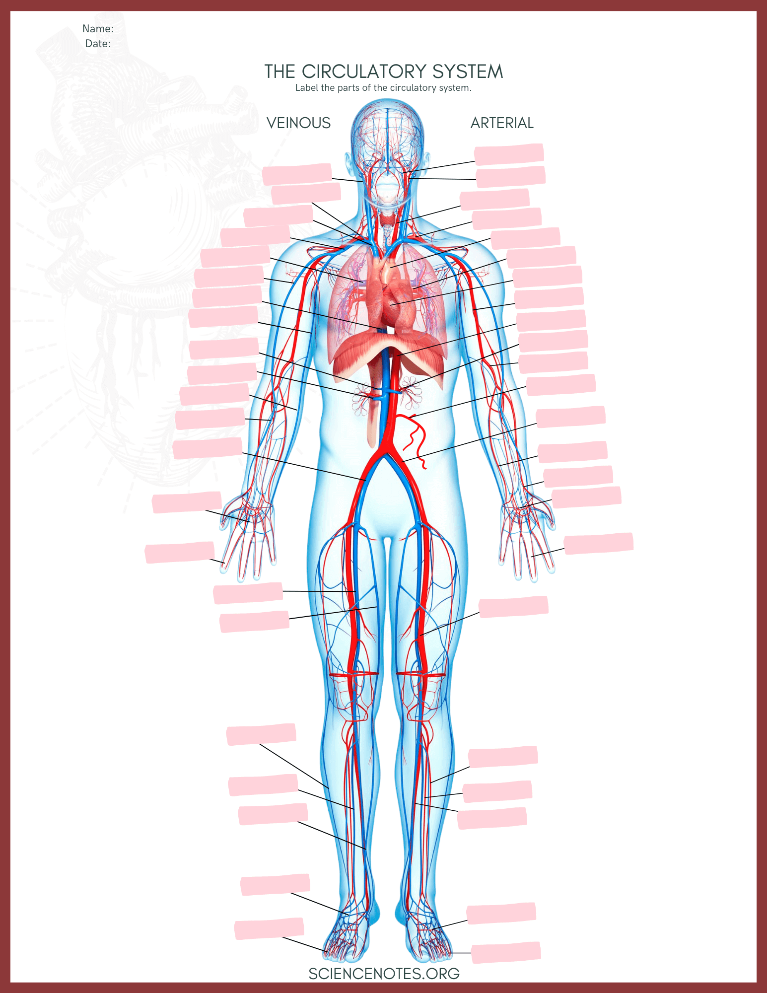 Human anatomy worksheets and study guides