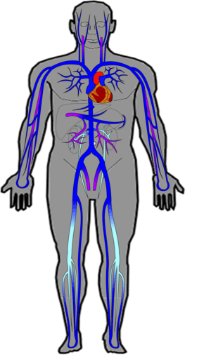 Vein facts for