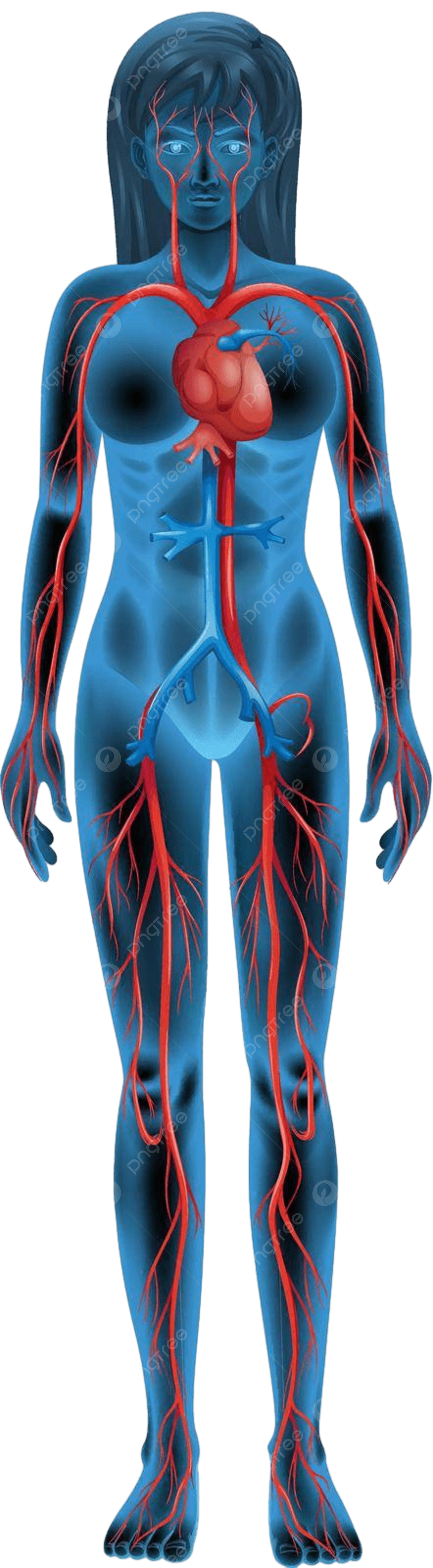 Circulatory system png transparent images free download vector files