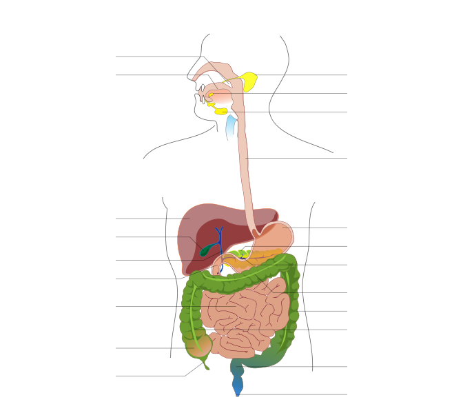 Circulatory system for kids coloring pages