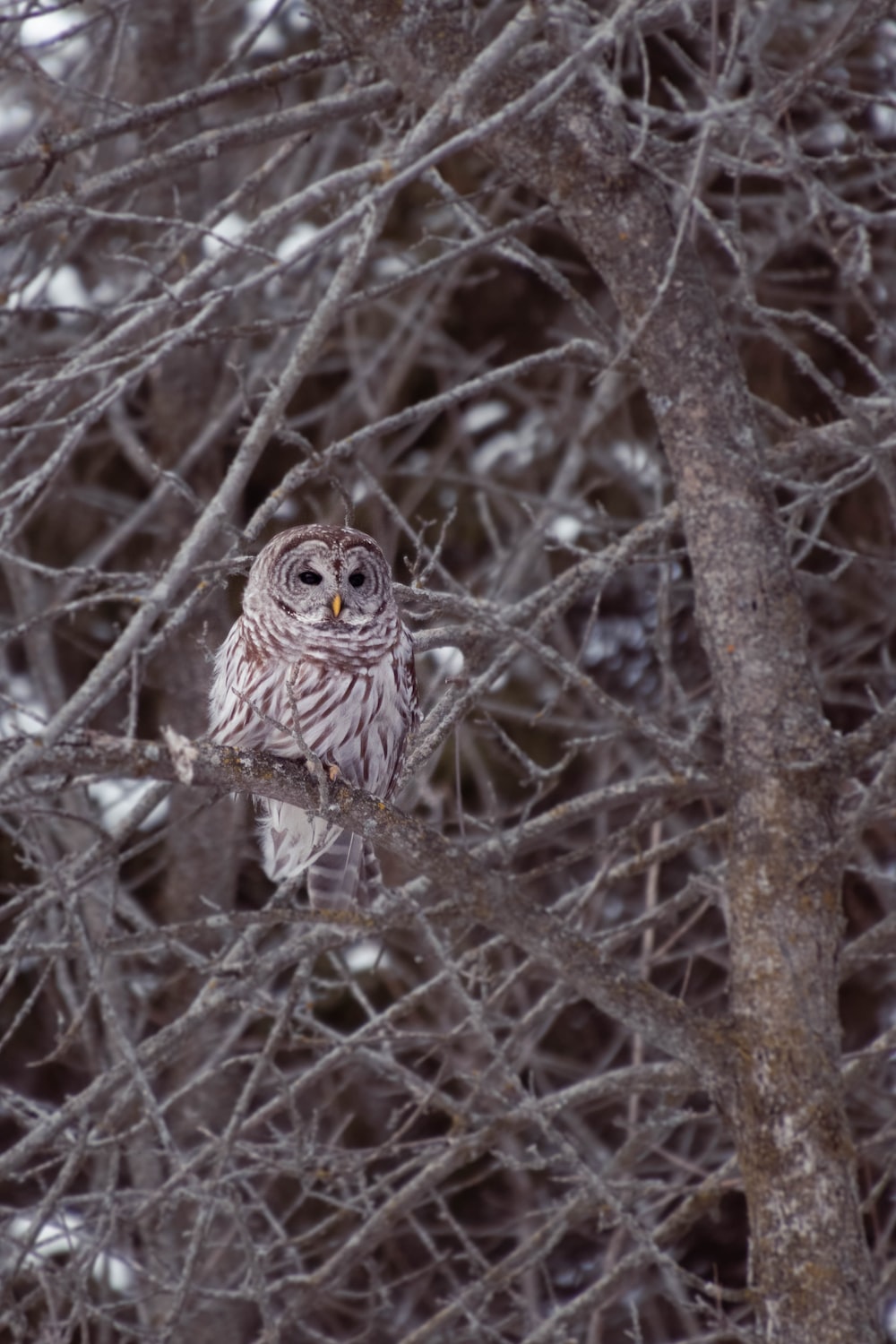 Owl perched on brown tree branch during daytime photo â free grey image on