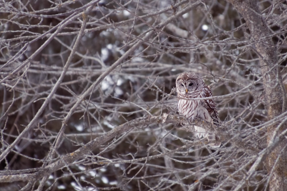 Brown owl on brown tree branch during daytime photo â free grey image on