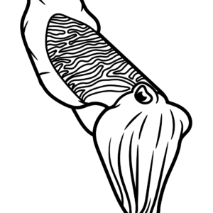 Cuttlefish coloring pages printable for free download