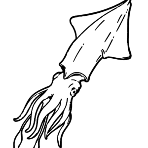 Cuttlefish coloring pages printable for free download