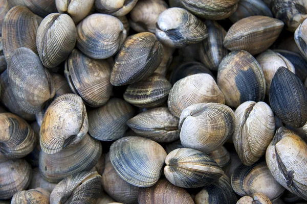 Clam Varieties Guide: Every Type of Clam You Can Buy