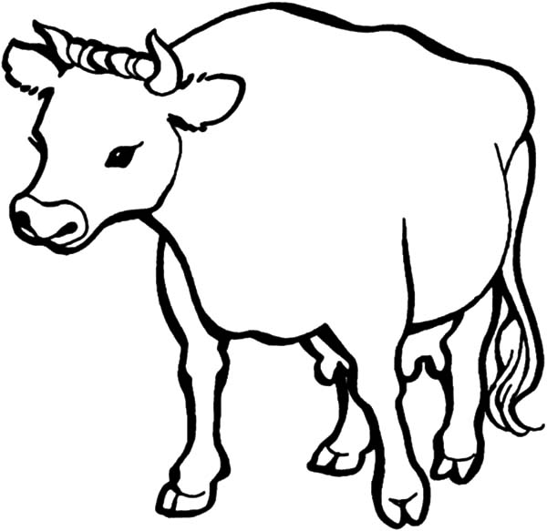 Dairy cow full of milk coloring pages