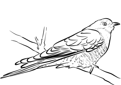 Cuckoo sitting on the branch coloring page free printable coloring pages