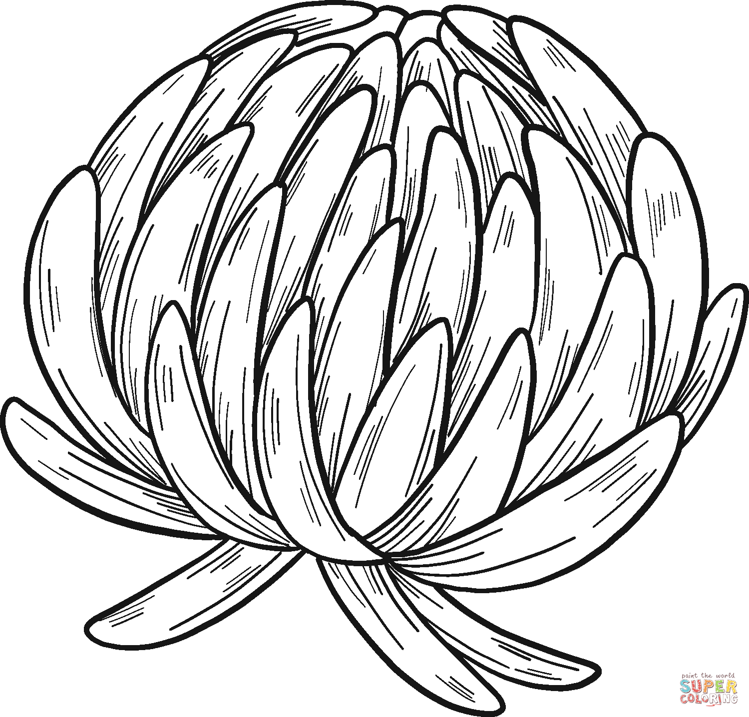 Clover flower coloring page free printable coloring pages