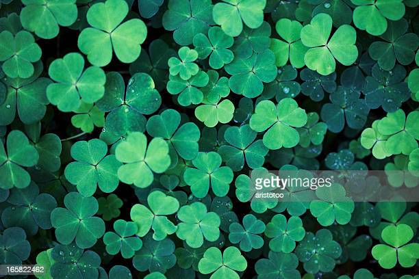 Download Free 100 + clover wallpaper