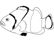 Clownfish coloring pages free coloring pages