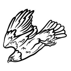 Hawks coloring pages printable for free download