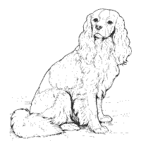 Cockapoo coloring pages