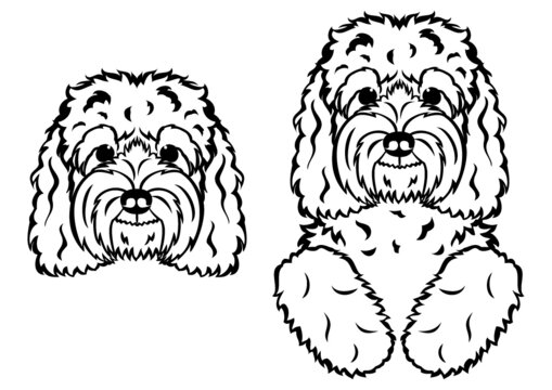 Cockapoo images â browse photos vectors and video