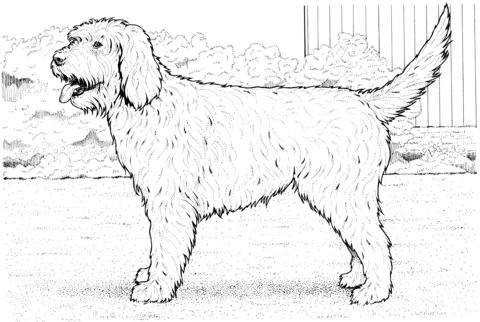 Cockapoo dog coloring page free printable coloring pages