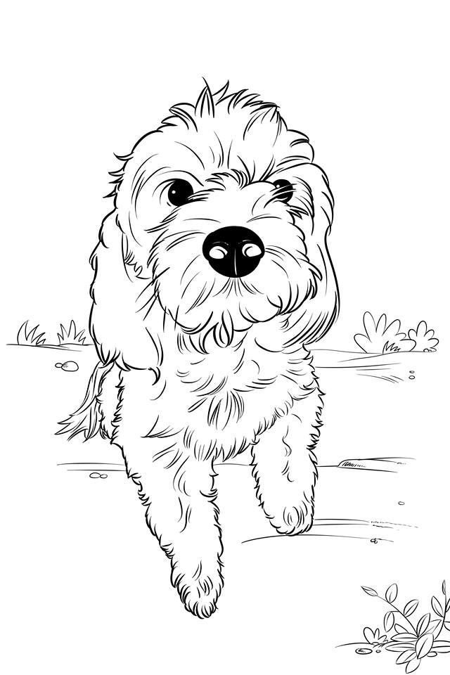 The little labradoodle friends coloring and activitypages thelittlelabradoodle