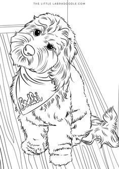 Goldendoodle coloring pages