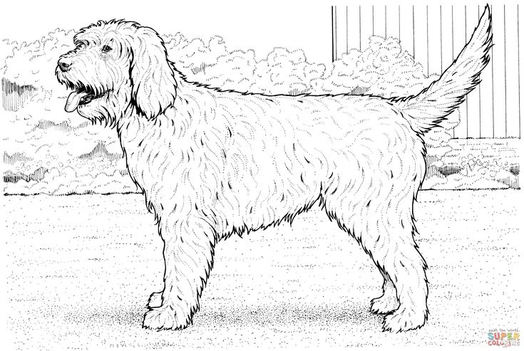 Cockapoo dog dog coloring page puppy coloring pages labradoodle drawing