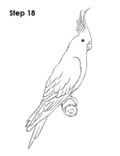 Cockatiel bird desenhos de aves arte de pãssaro desenho de aves