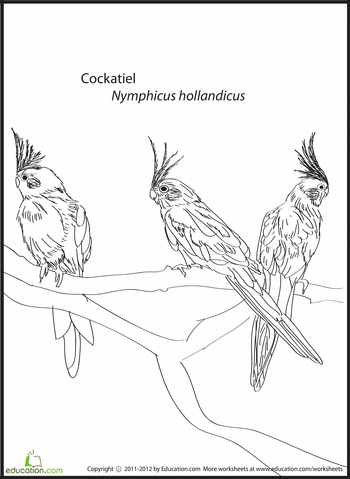 Cockatiel coloring page cockatiel bird coloring pages coloring pages